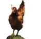 rhodelaender