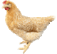 goldsperber
