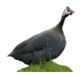 perlhuener