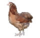araucana