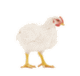 mastkueken