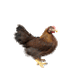 zwerge