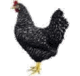 sperber