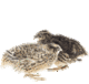 wachteln