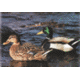 wildenten